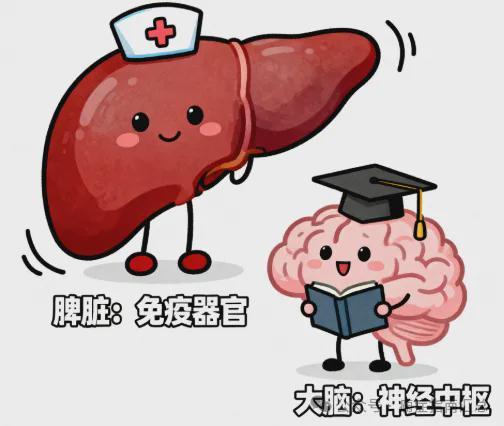 儿童癫痫影响发育？中